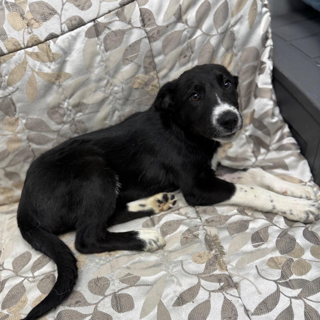 Enlarge Scrabble, an adopted mixed breed in Monticello, IA image 2/6