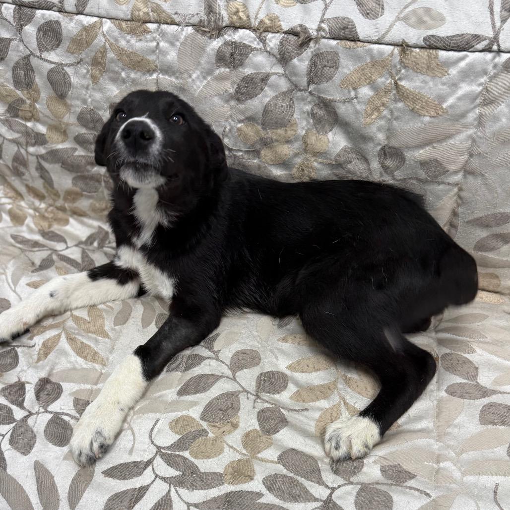 Enlarge Scrabble, an adopted mixed breed in Monticello, IA image 4/6