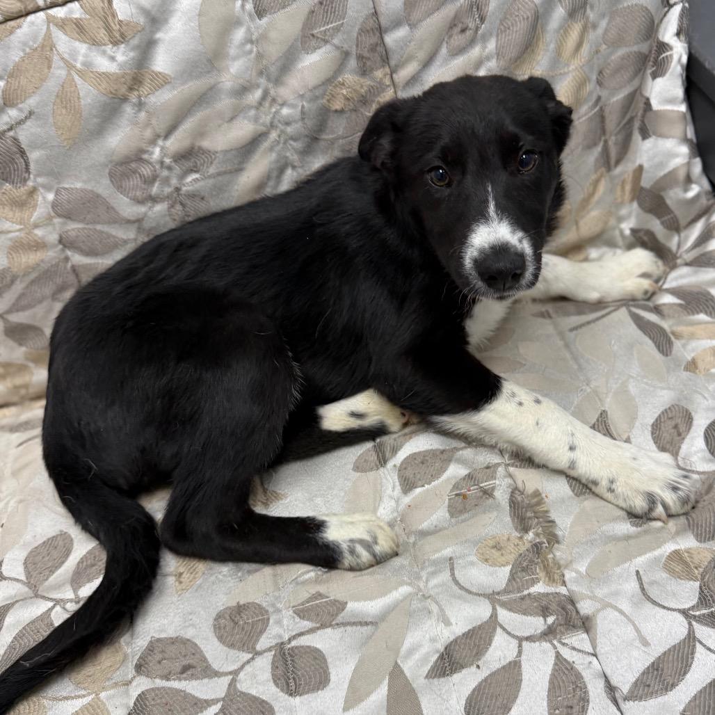 Enlarge Scrabble, an adopted mixed breed in Monticello, IA image 6/6