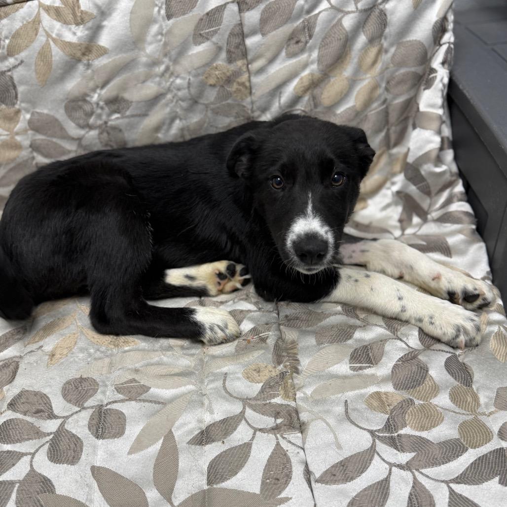 Enlarge Scrabble, an adopted mixed breed in Monticello, IA image 3/6