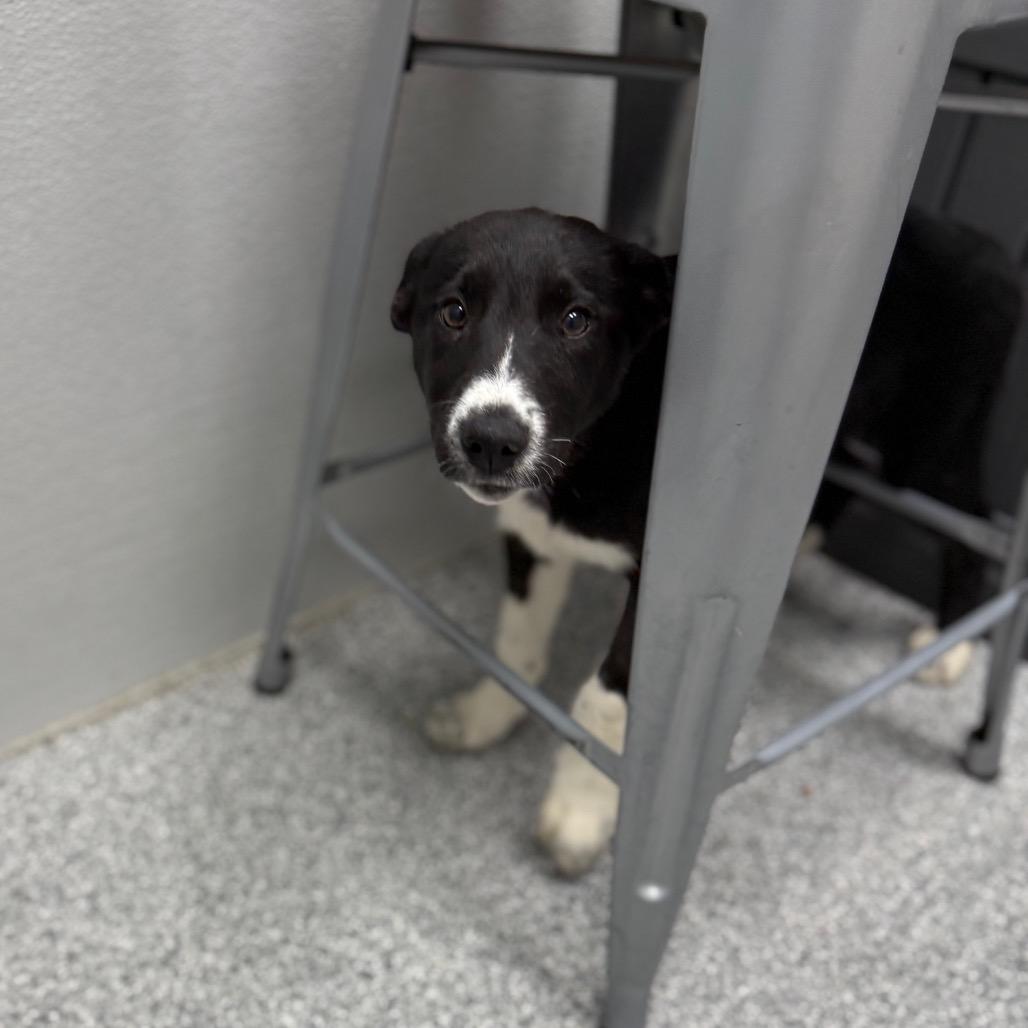 Enlarge Scrabble, an adopted mixed breed in Monticello, IA image 5/6