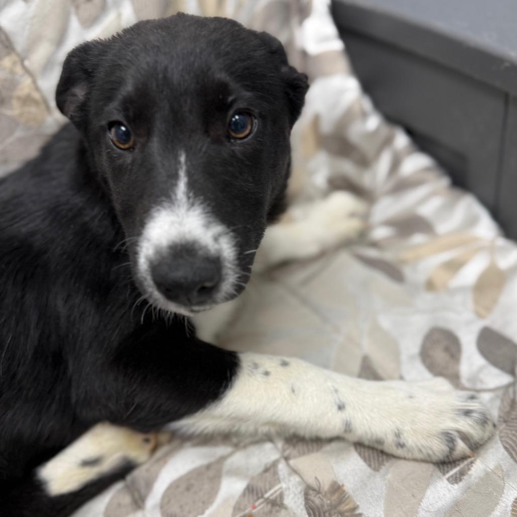 Scrabble, adopted, Puppy Male Border Collie & Mixed Breed.