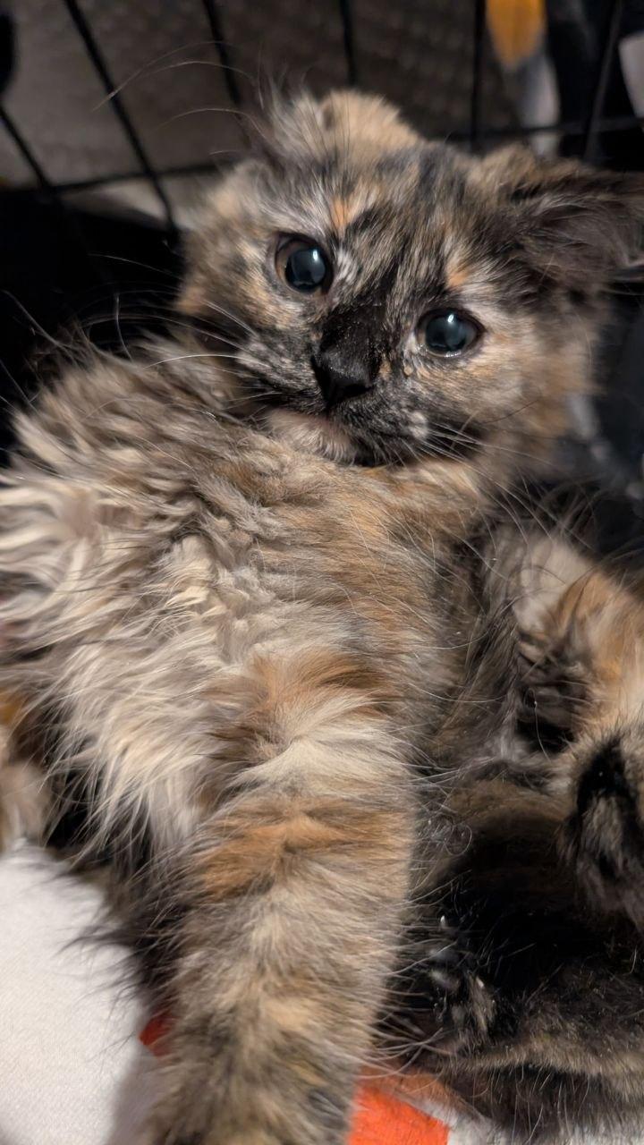 Marzipan (READ!), Adoptable, Kitten Female Domestic Medium Hair.