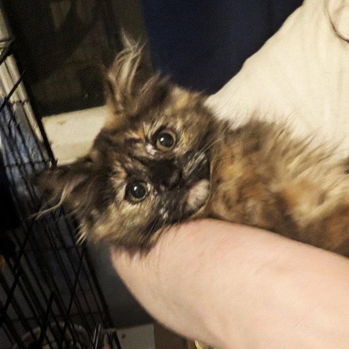 Marzipan (READ!), a Adoptable Domestic Medium Hair in Pikesville, MD image 2/3