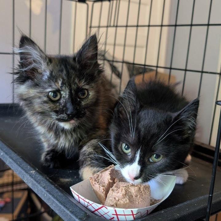 Marzipan (READ!), a Adoptable Domestic Medium Hair in Pikesville, MD image 3/3