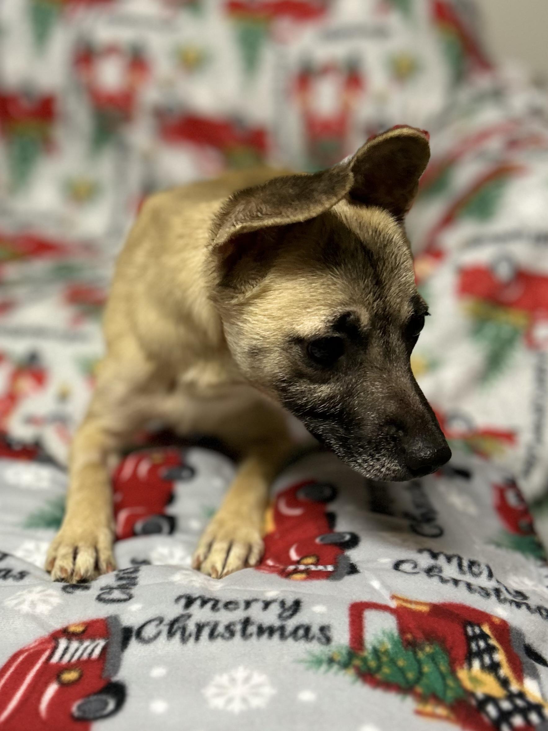 Enlarge Nevaeh, a ADOPTABLE mixed breed in West Falls, NY image 3/3