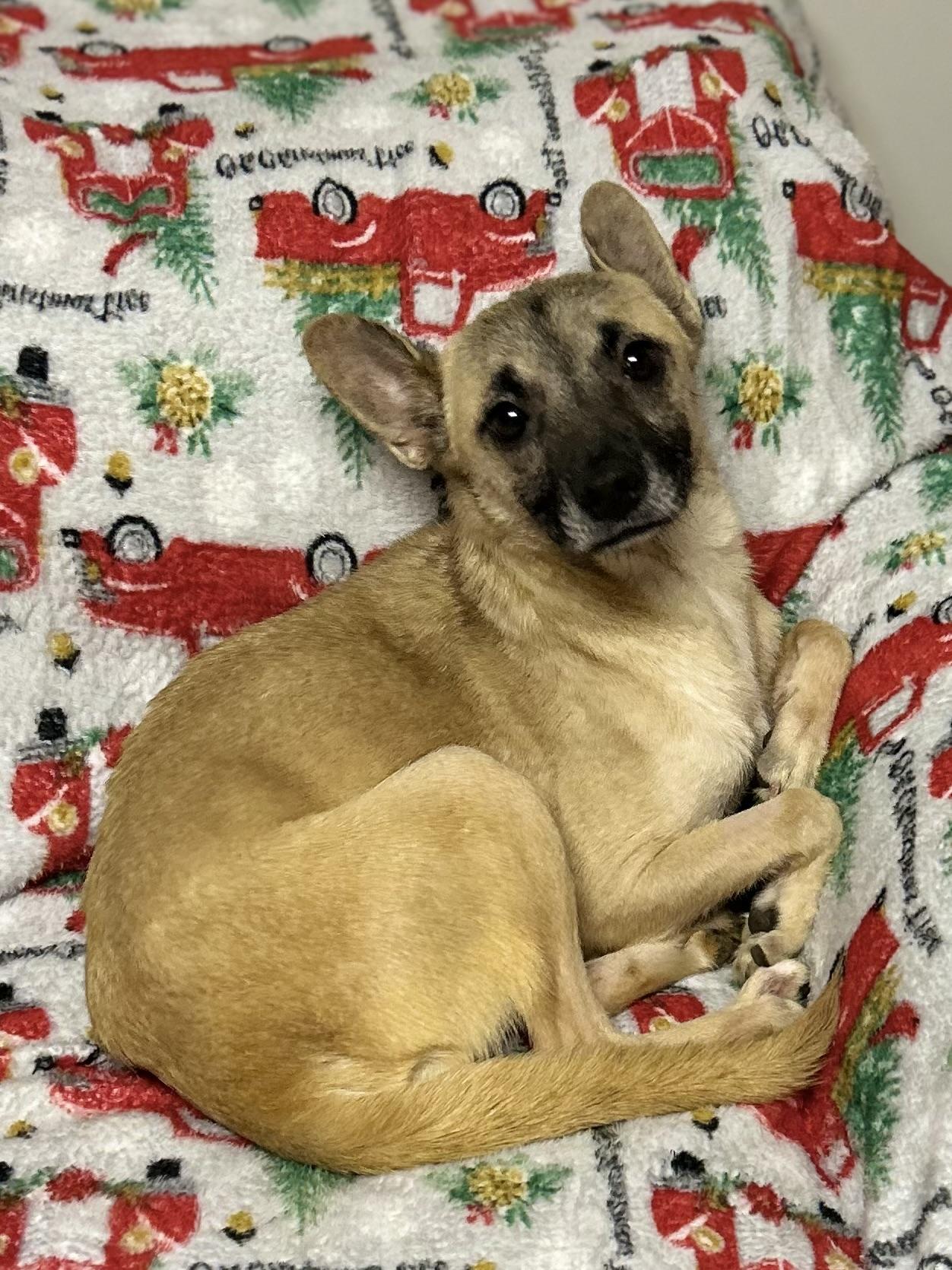 Enlarge Nevaeh, a ADOPTABLE mixed breed in West Falls, NY image 2/3