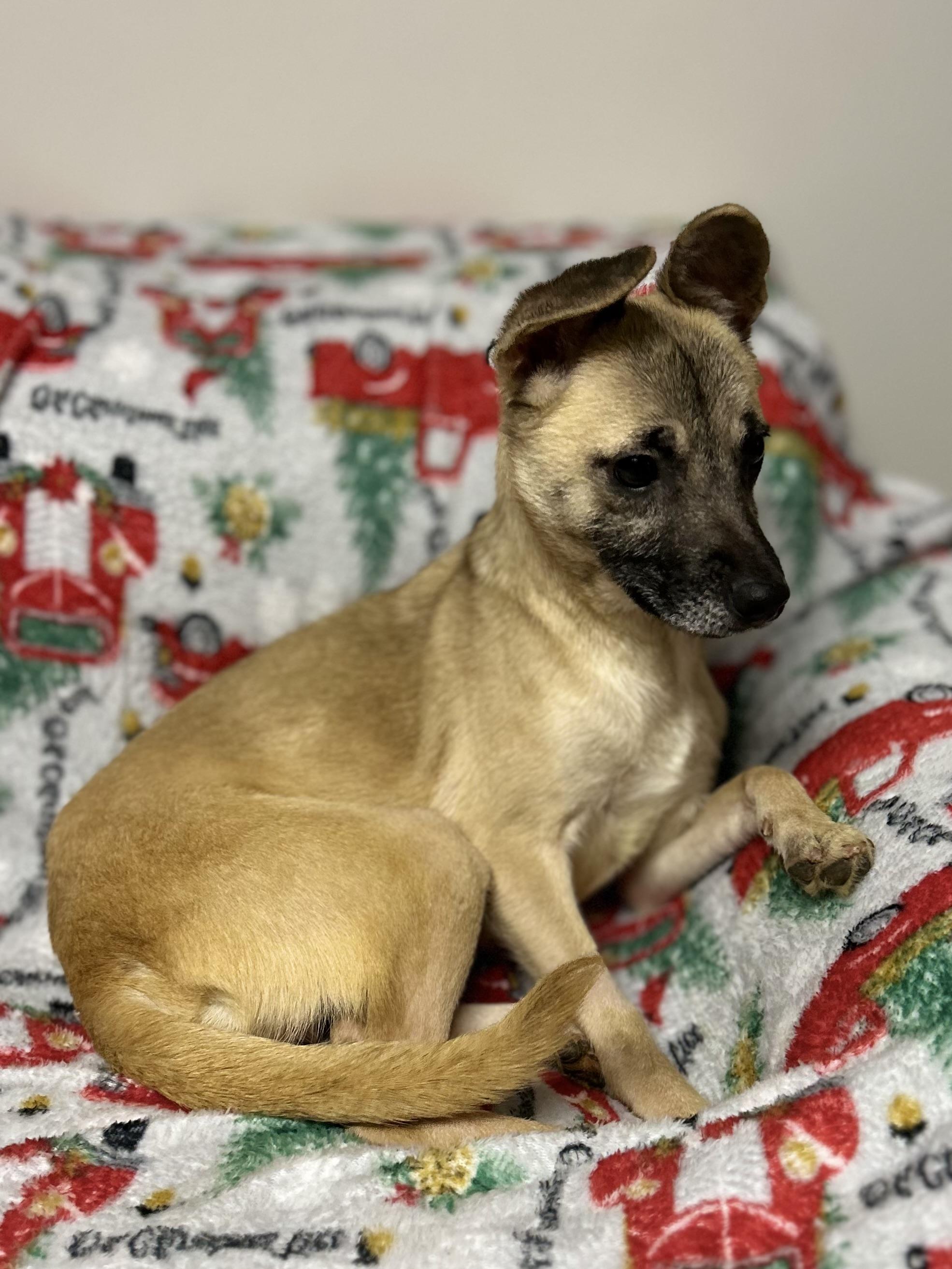 Enlarge Nevaeh, a ADOPTABLE mixed breed in West Falls, NY image 1/3