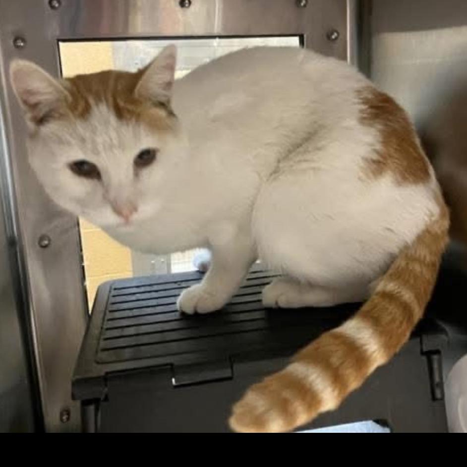Puck, Adoptable, Adult Male Domestic Short Hair.