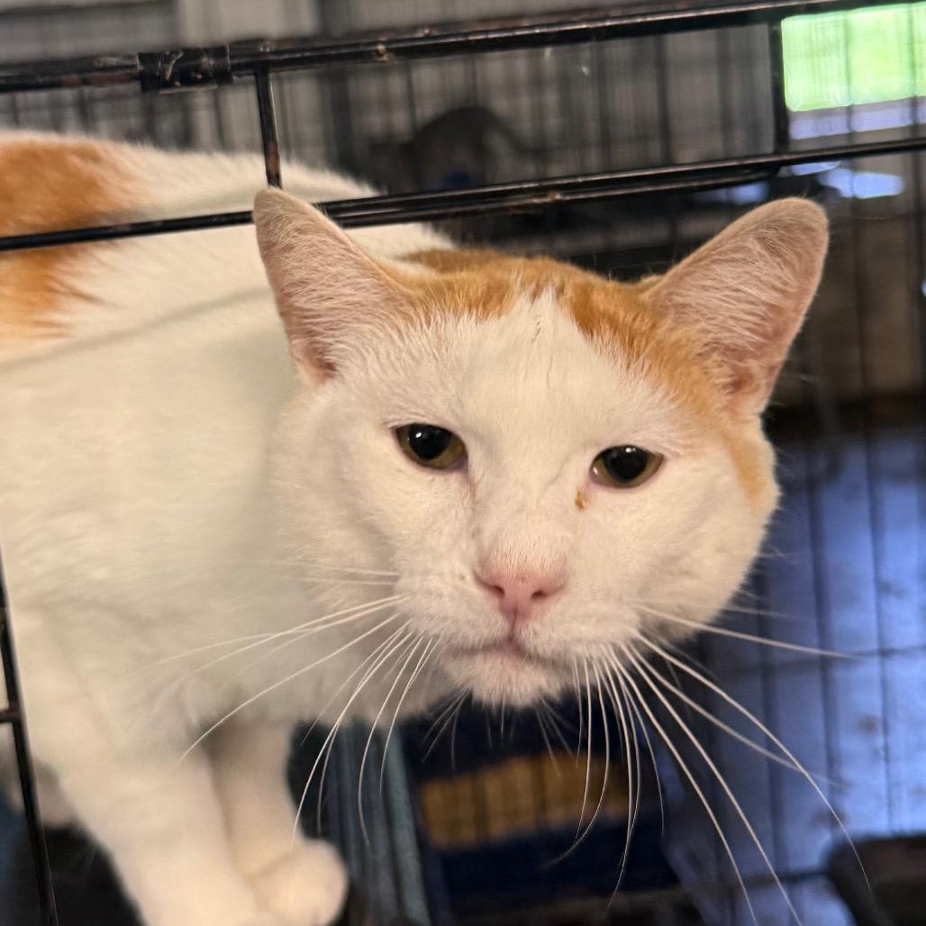 Puck, a Adoptable Domestic Short Hair in Granby, MO image 2/2