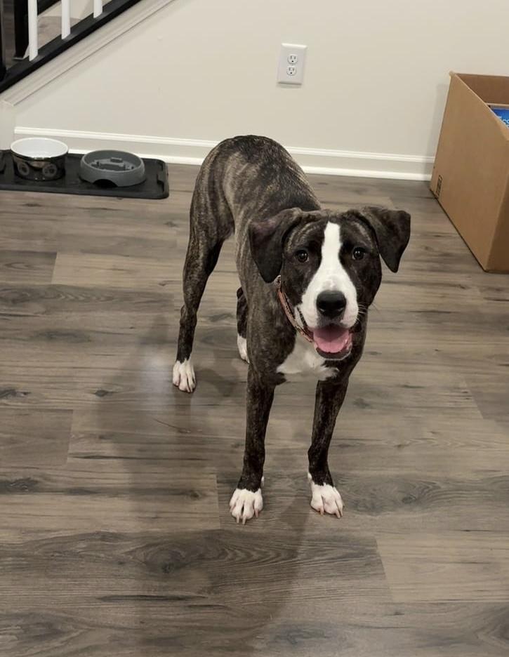 Mulan, Adopted, Young Female Mixed Breed.