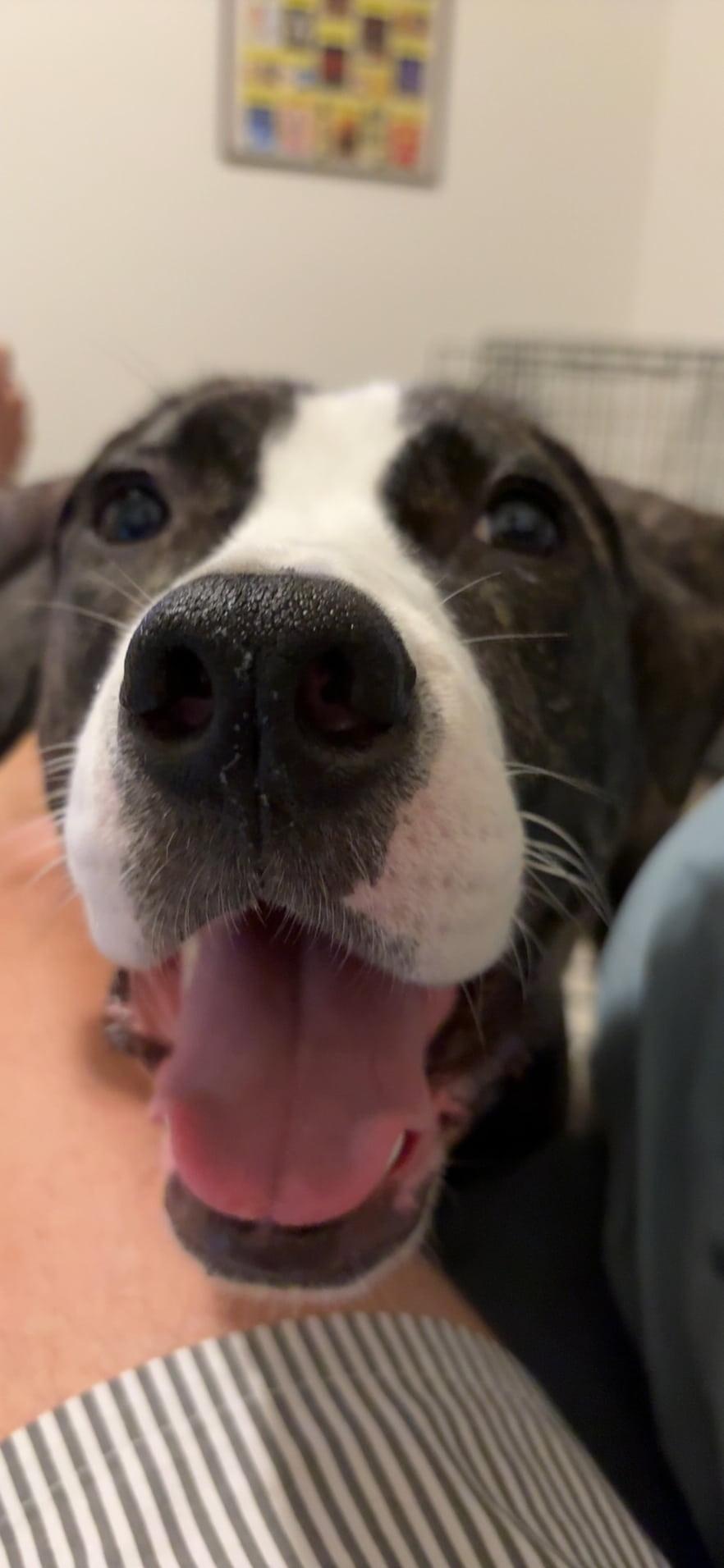 Enlarge Mulan, a Adopted Mixed Breed in Cornelius, NC image 4/6