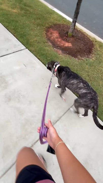 Enlarge Mulan, a Adopted Mixed Breed in Cornelius, NC video 6/6