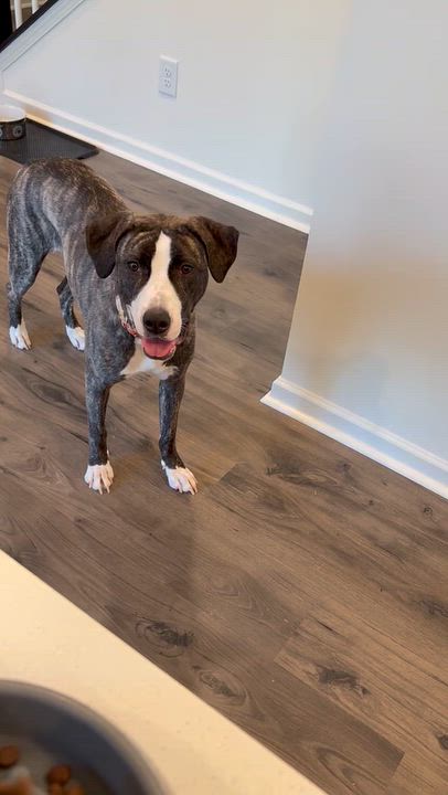 Enlarge Mulan, a Adopted Mixed Breed in Cornelius, NC video 3/6