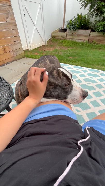 Enlarge Mulan, a Adopted Mixed Breed in Cornelius, NC video 5/6
