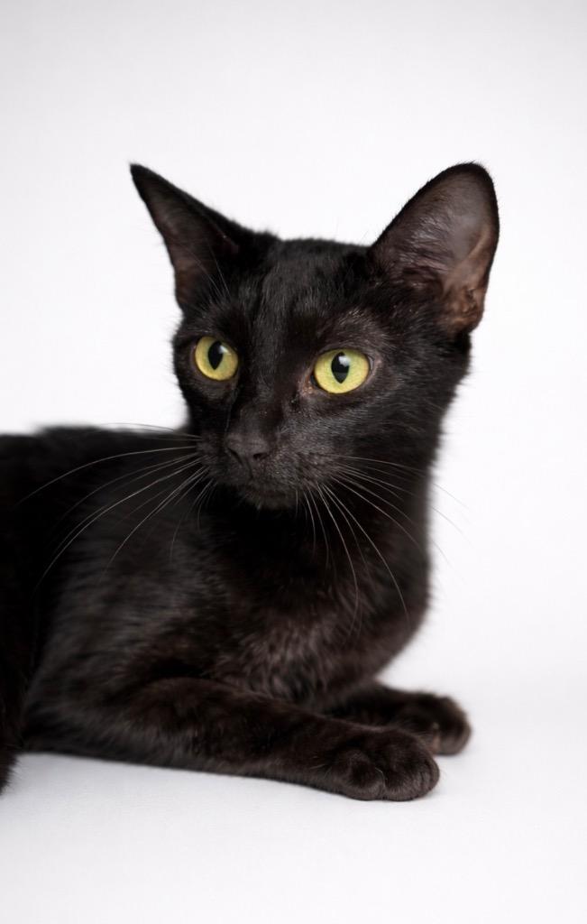 Clover, Adoptable, Young Female Domestic Short Hair.