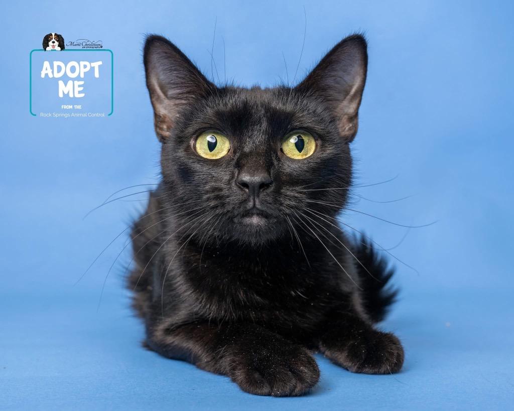 Enlarge Clover, a Adoptable mixed breed in Rock Springs, WY image 2/3