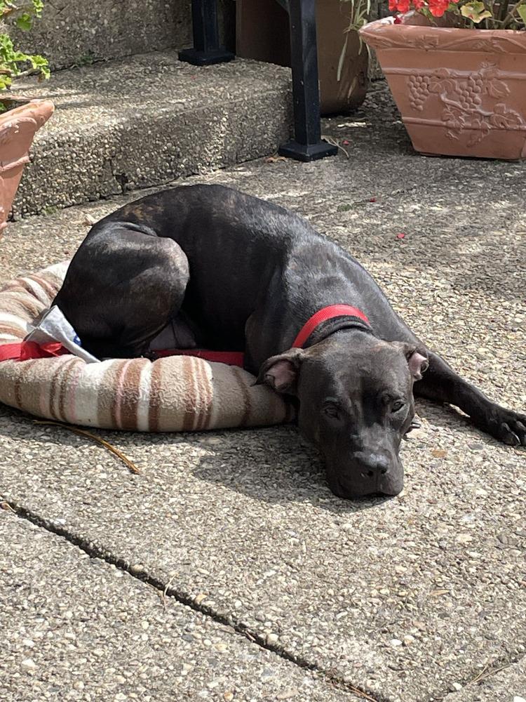 Queenie, Adoptable, Adult Female Mixed Breed.