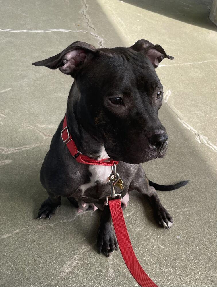 Enlarge Queenie, a Adoptable mixed breed in New York, NY image 2/6