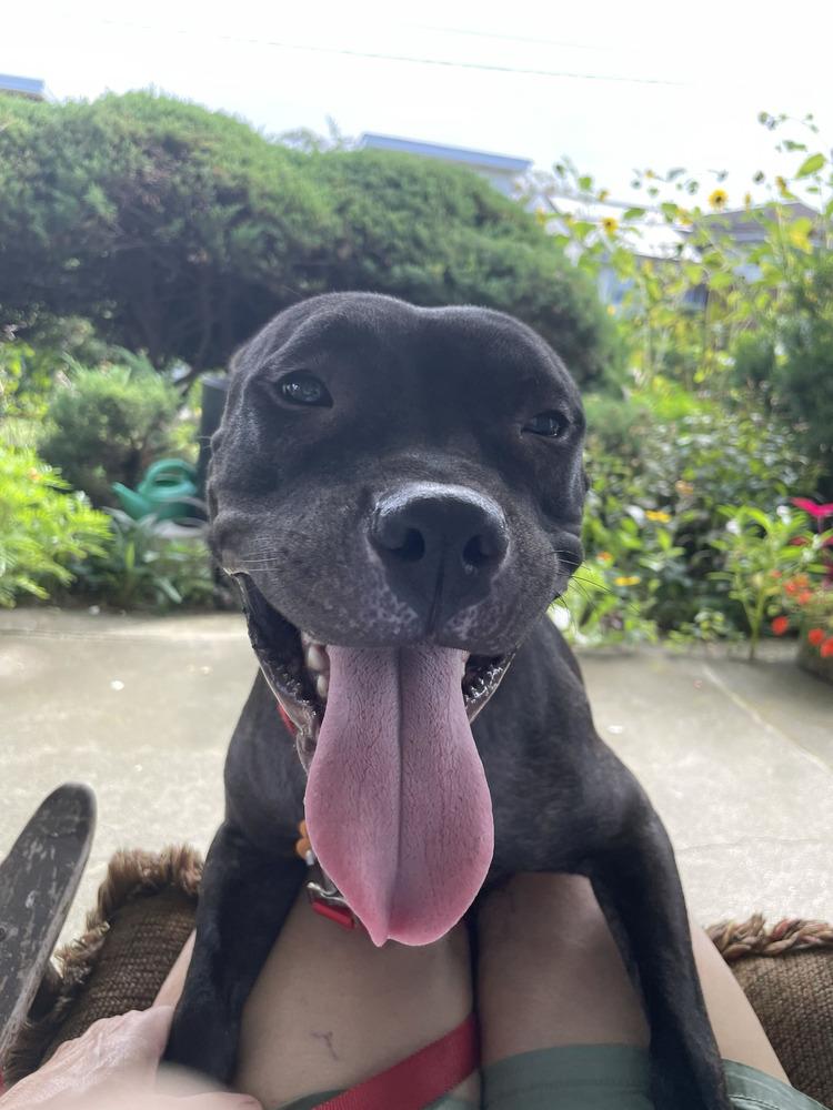 Enlarge Queenie, a Adoptable mixed breed in New York, NY image 3/6