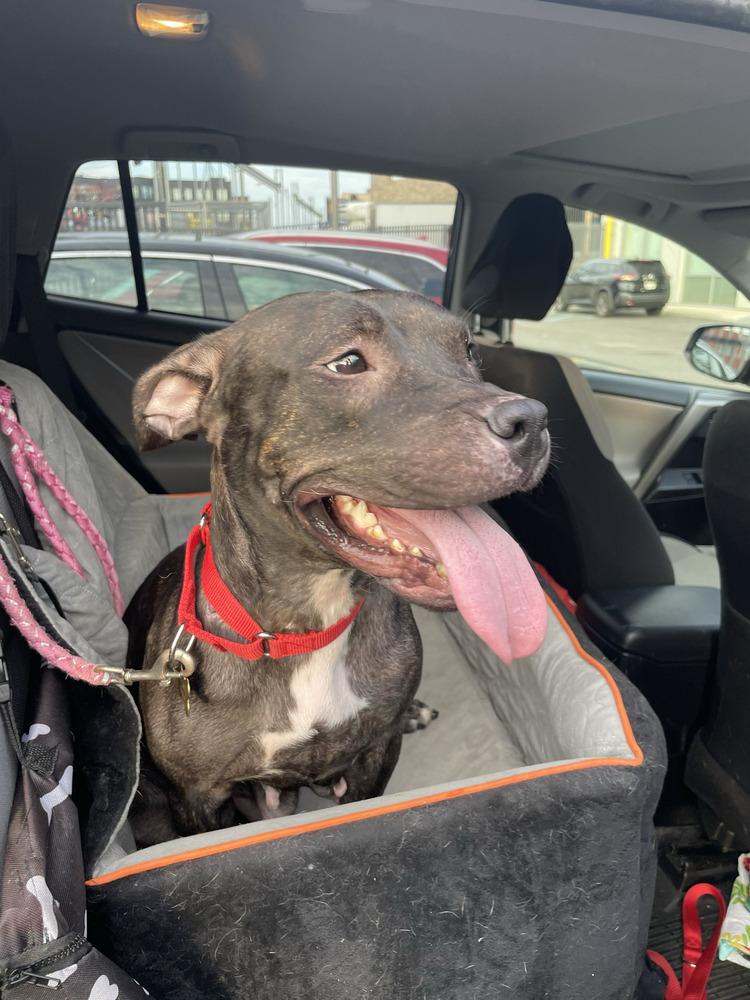 Enlarge Queenie, a Adoptable mixed breed in New York, NY image 4/6
