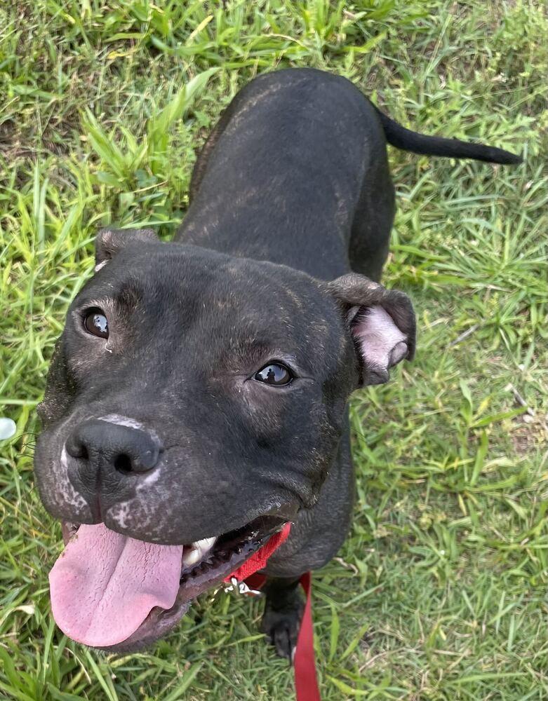 Enlarge Queenie, a Adoptable mixed breed in New York, NY image 5/6