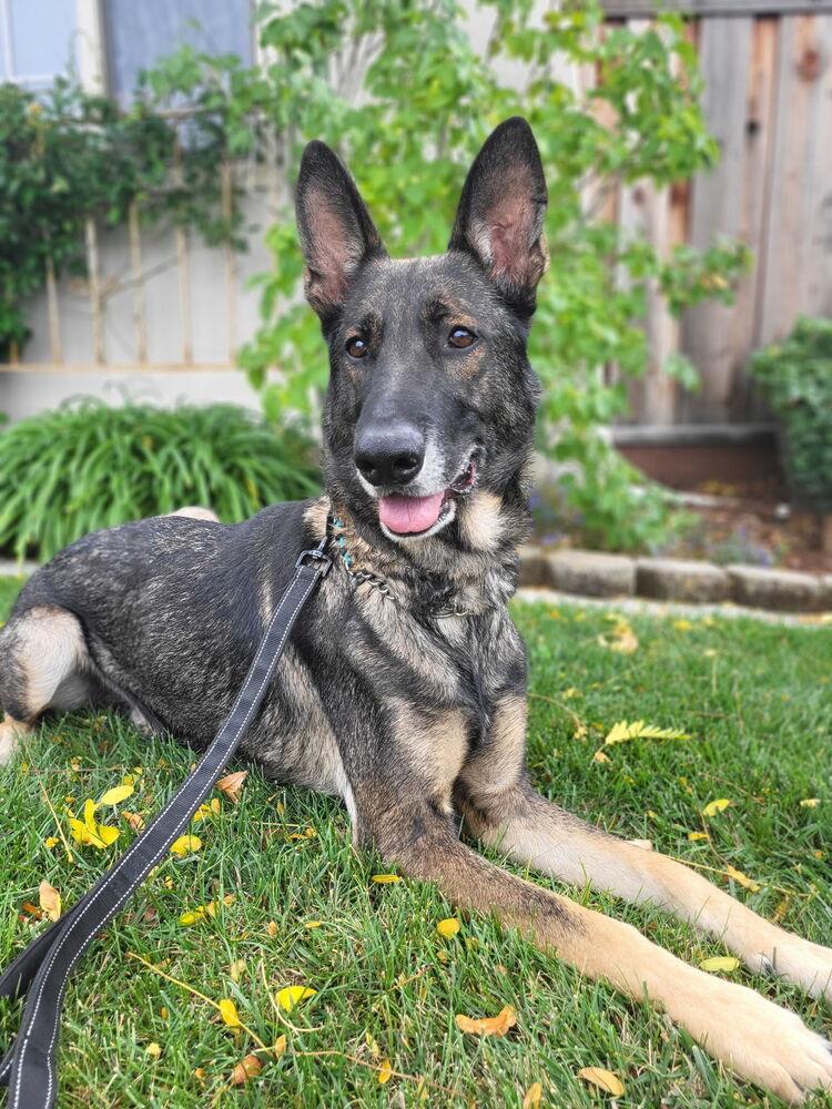 Enlarge Pierre, a Adoptable German Shepherd Dog in Pleasant Hill, CA image 1/6