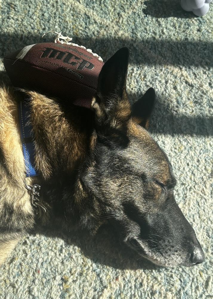 Enlarge Pierre, a Adoptable German Shepherd Dog in Pleasant Hill, CA image 2/6