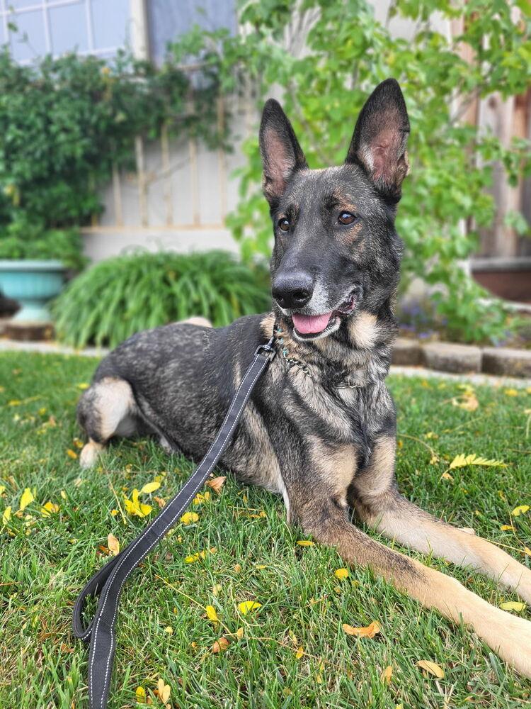 Enlarge Pierre, a Adoptable German Shepherd Dog in Pleasant Hill, CA image 3/6