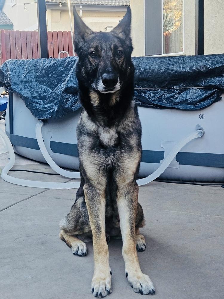 Enlarge Pierre, a Adoptable German Shepherd Dog in Pleasant Hill, CA image 4/6