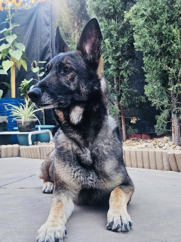 Enlarge Pierre, a Adoptable German Shepherd Dog in Pleasant Hill, CA image 5/6