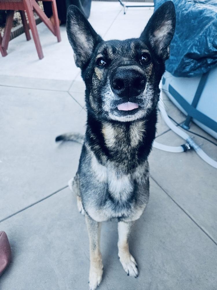 Enlarge Pierre, a Adoptable German Shepherd Dog in Pleasant Hill, CA image 6/6