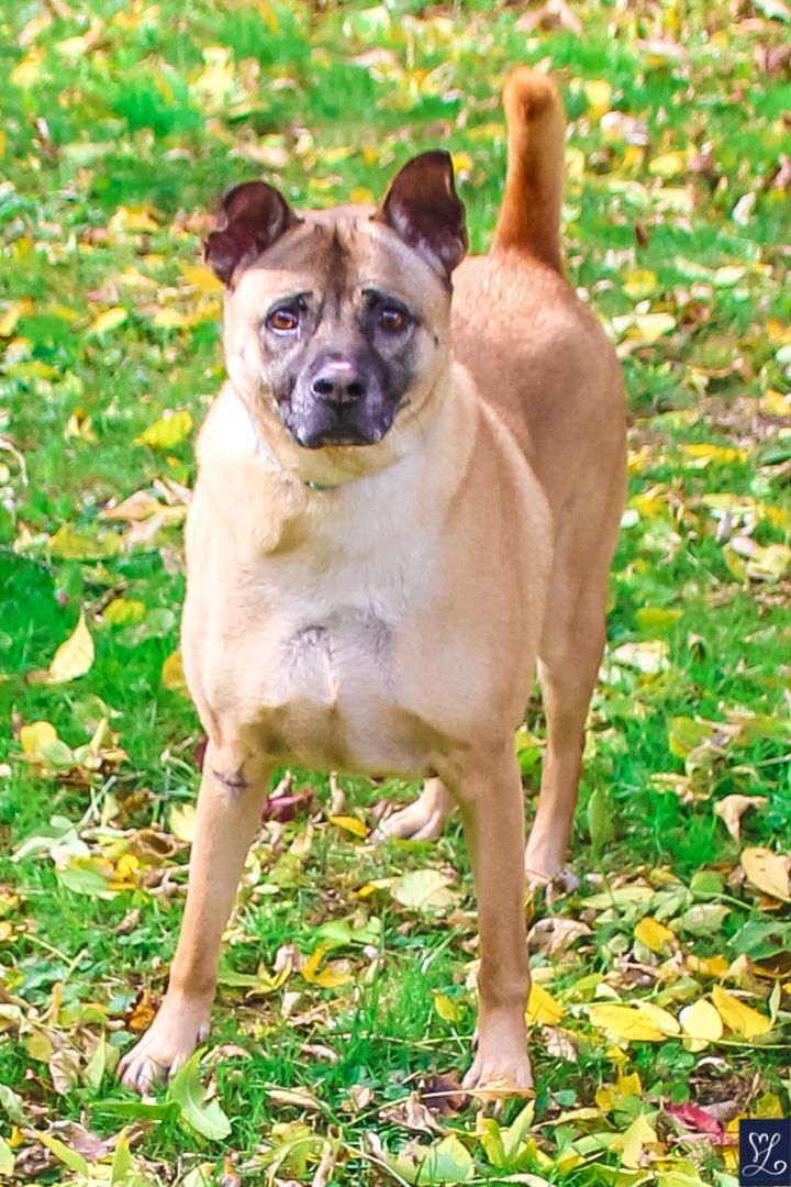 Enlarge CARAMEL, a Adopted Thai Ridgeback in Rochester, NY image 1/12