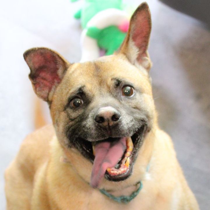Enlarge CARAMEL, a Adopted Thai Ridgeback in Rochester, NY image 3/12