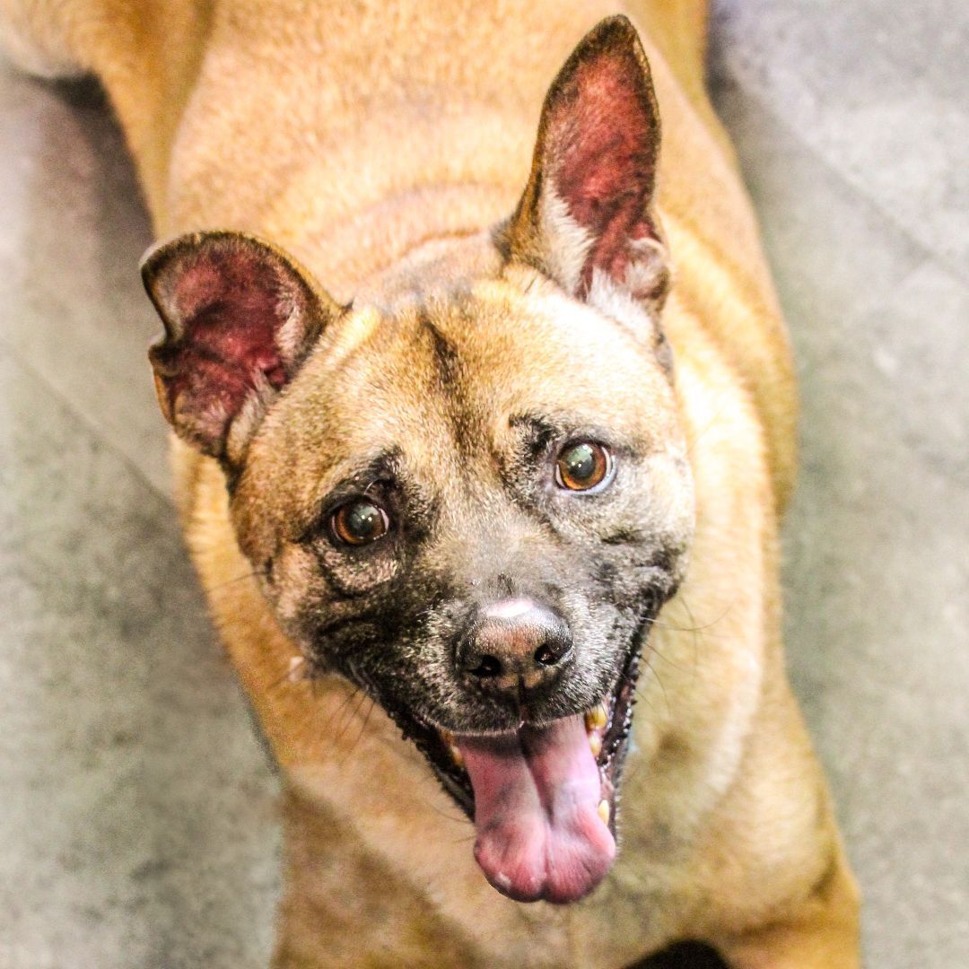 Enlarge CARAMEL, a Adopted Thai Ridgeback in Rochester, NY image 4/12