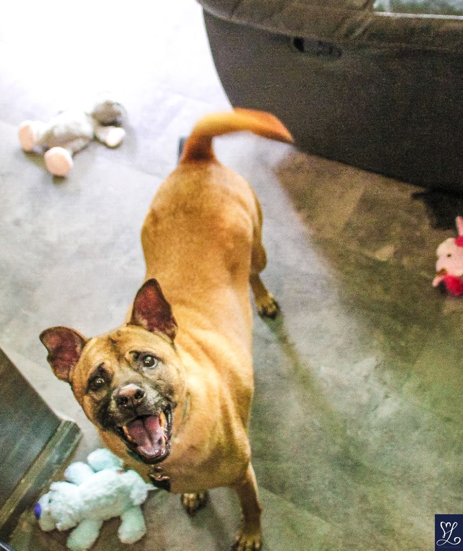 Enlarge CARAMEL, a Adopted Thai Ridgeback in Rochester, NY image 5/12