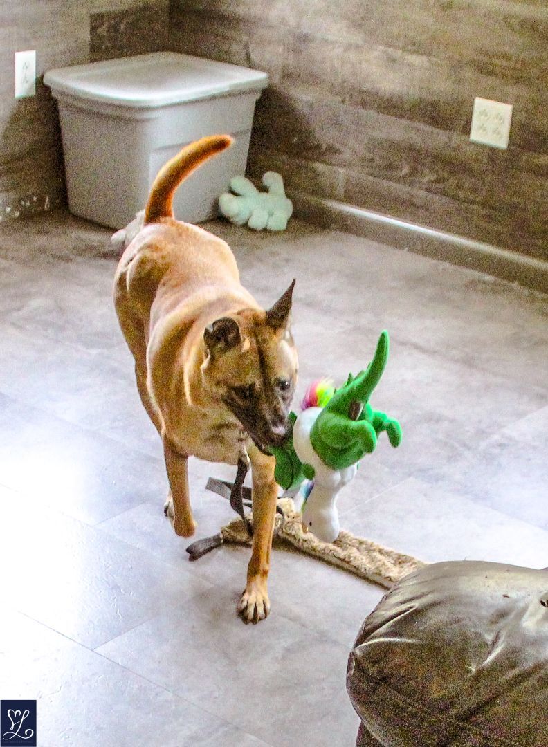 Enlarge CARAMEL, a Adopted Thai Ridgeback in Rochester, NY image 6/12