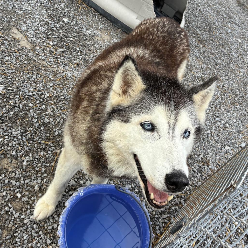 Lucy, a Adoptable mixed breed in Morganfield, KY image 5/5