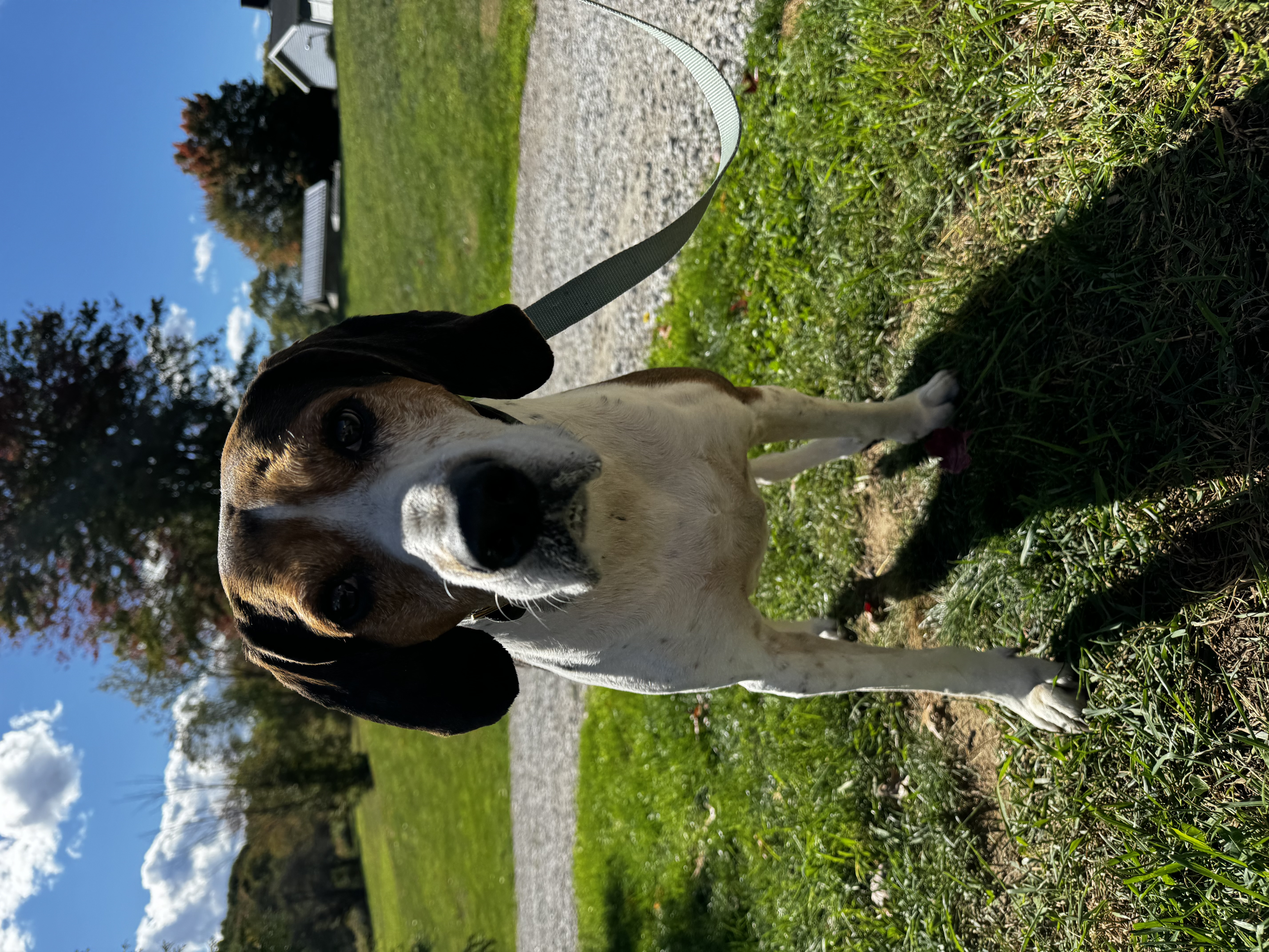 Ryder, Adult Male Mixed Breed