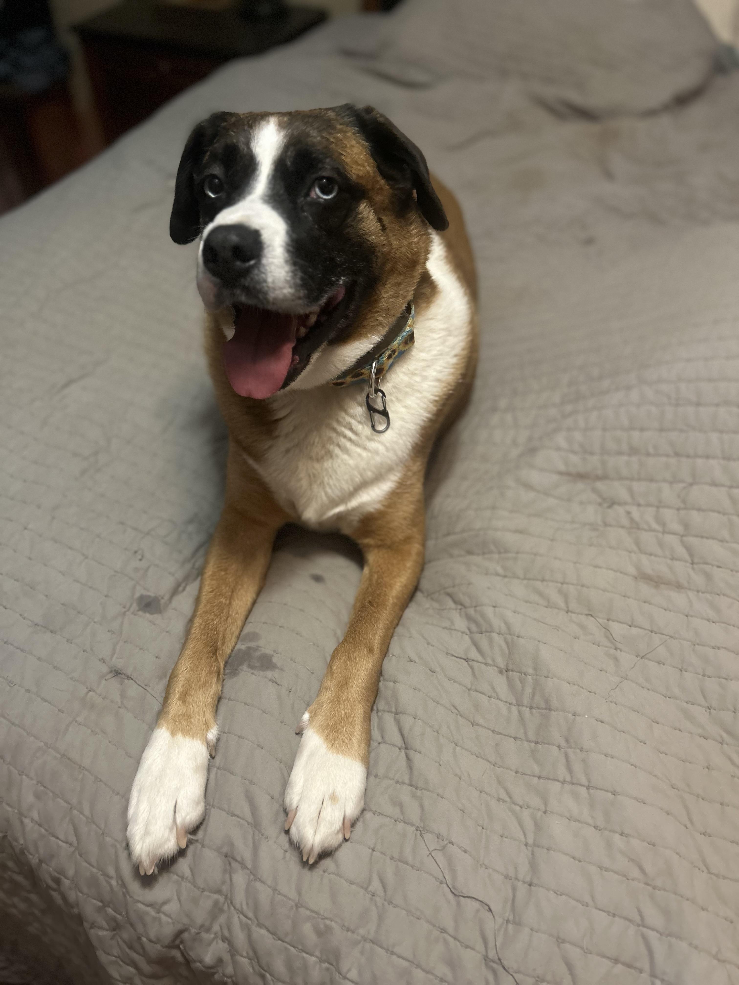 Enlarge Moe, a Adoptable mixed breed in Gilbert, AZ image 2/5