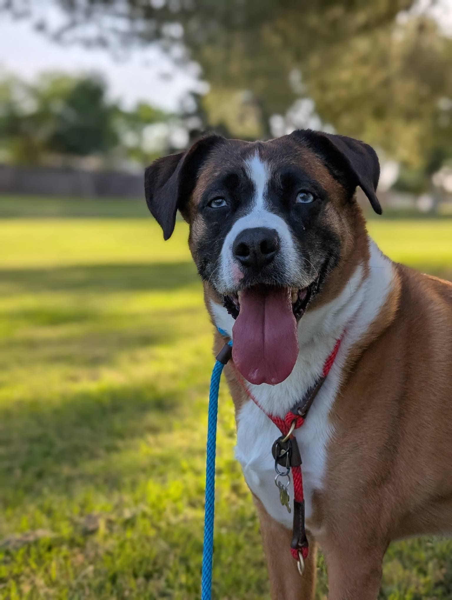 Enlarge Moe, a Adoptable mixed breed in Gilbert, AZ image 5/5