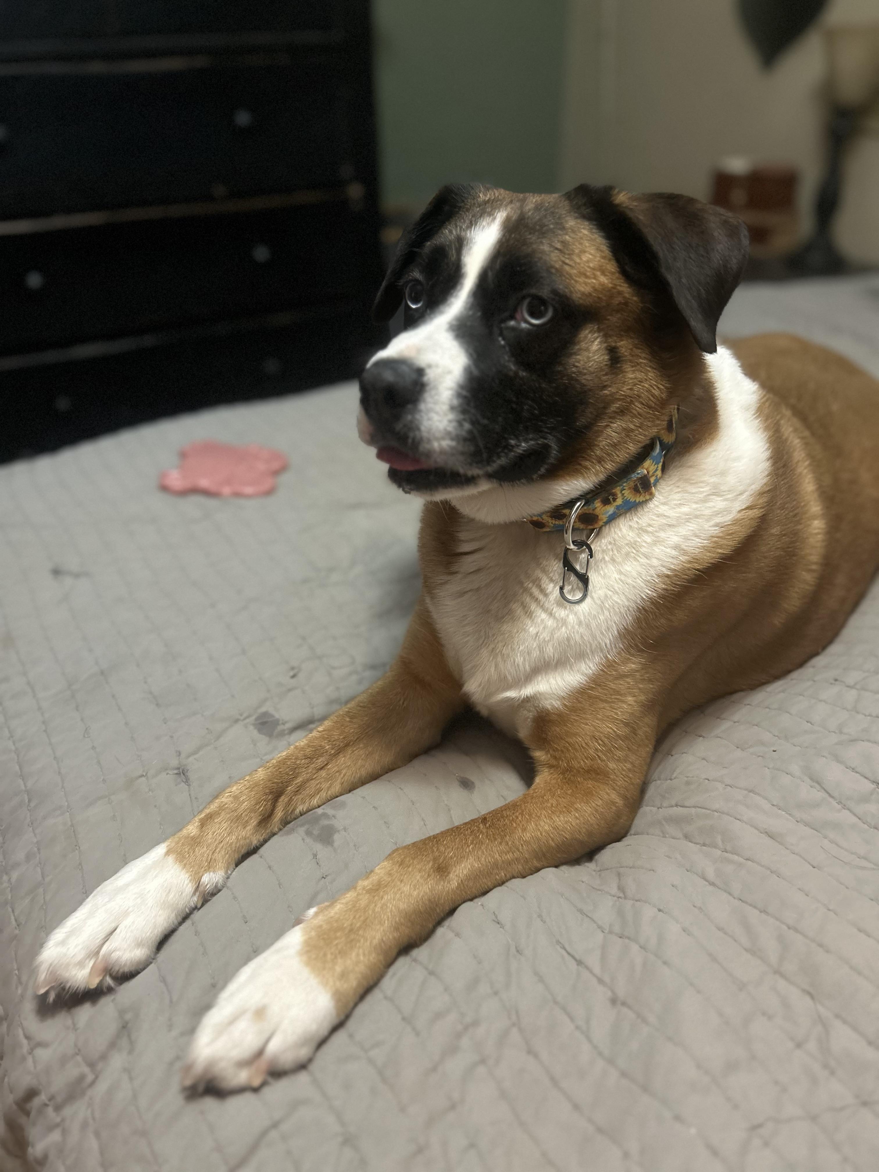 Enlarge Moe, a Adoptable mixed breed in Gilbert, AZ image 3/5