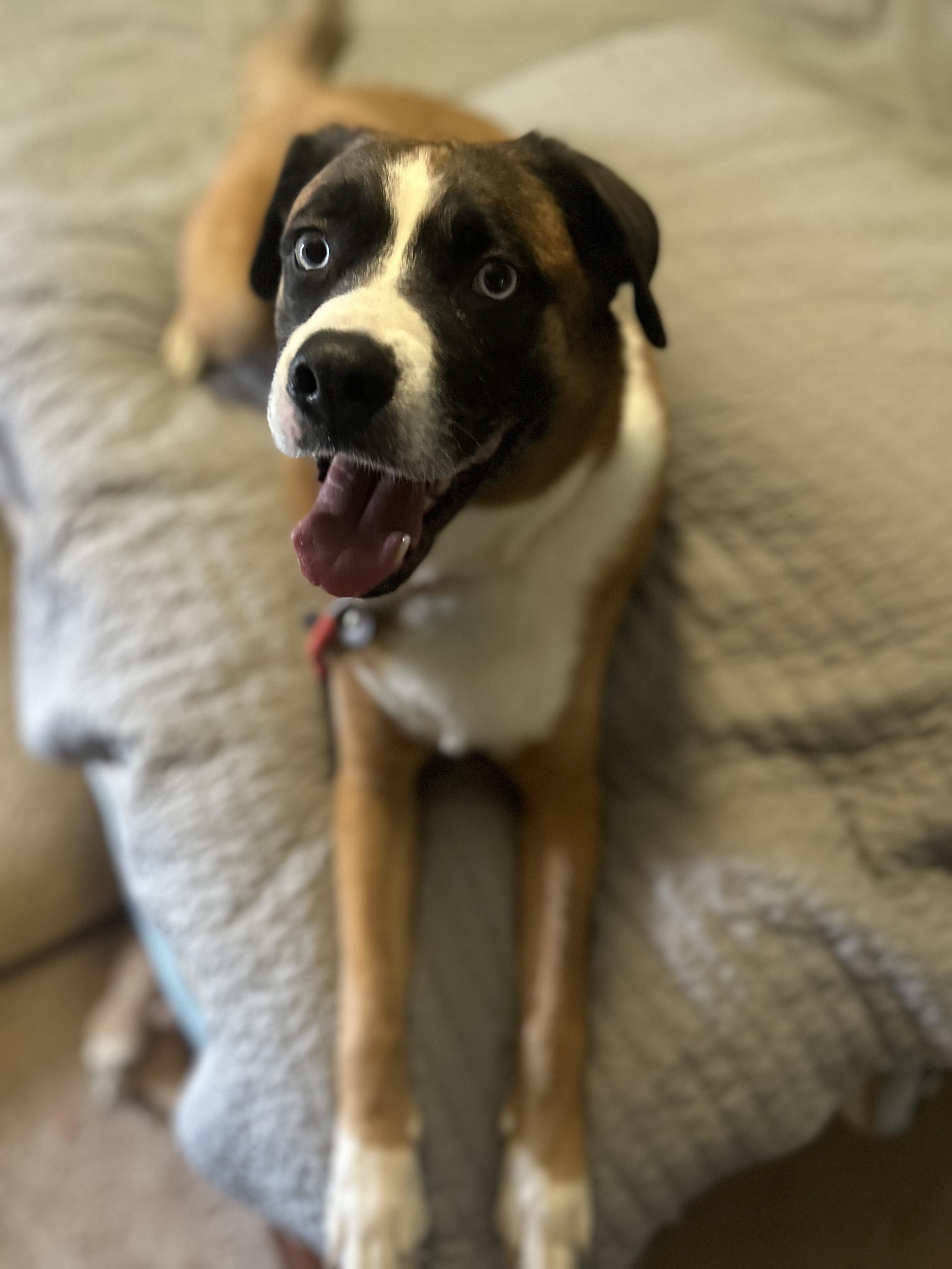 Enlarge Moe, a Adoptable mixed breed in Gilbert, AZ image 4/5