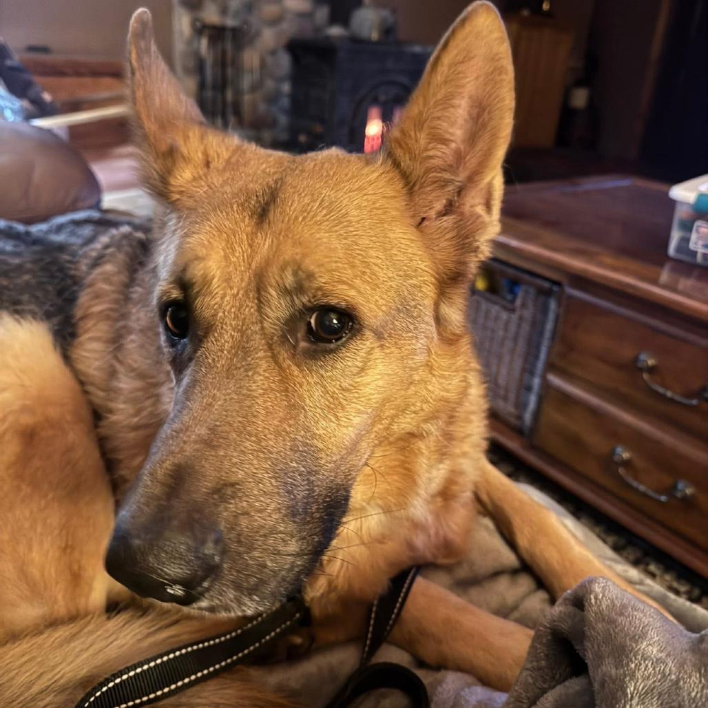 Gregor 2/05/2026, Adoptable, Adult Male Shepherd.