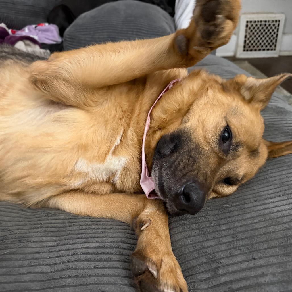 Gregor 2/05/2026, a Adoptable Shepherd in Van Horne, IA image 2/6