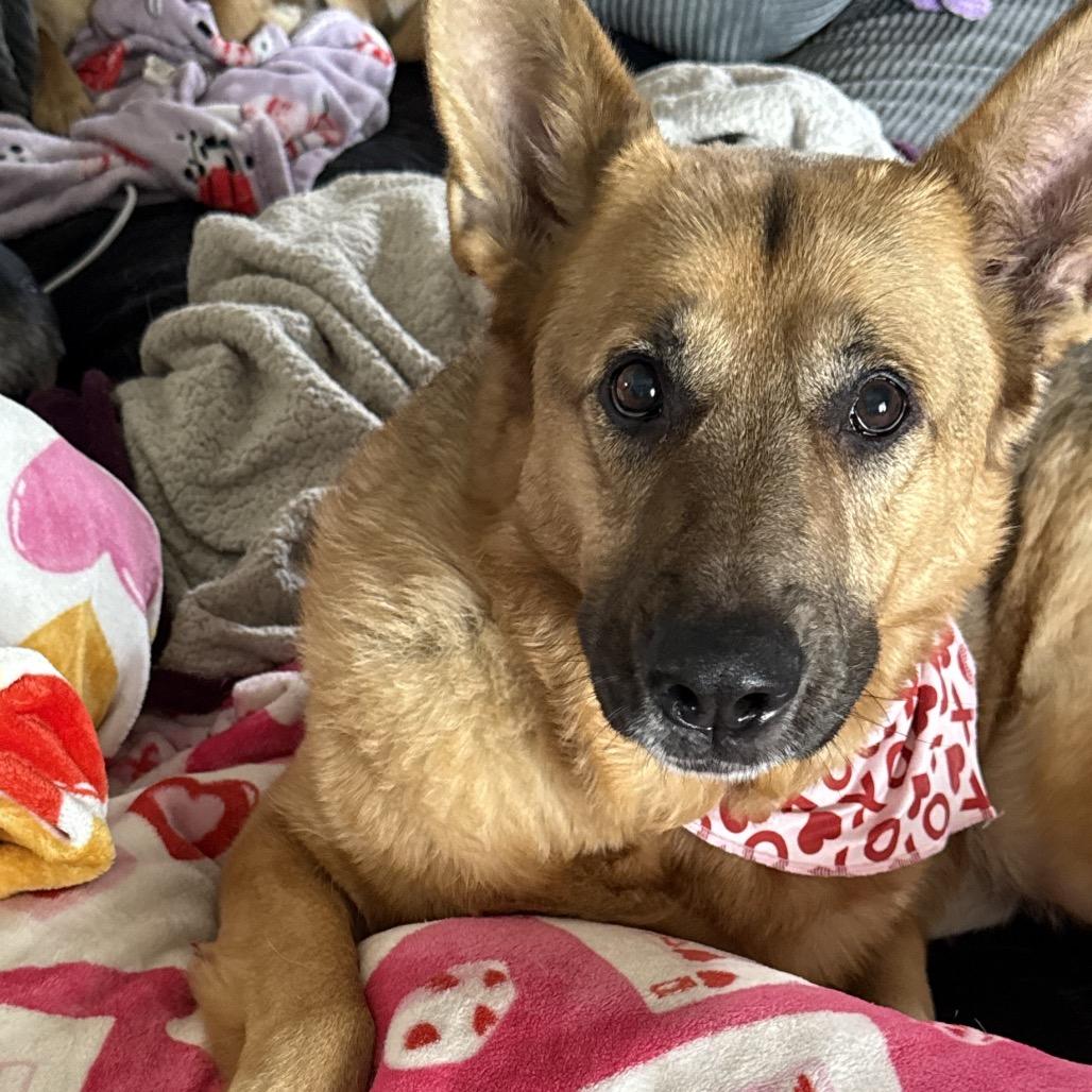 Gregor 2/05/2026, a Adoptable Shepherd in Van Horne, IA image 3/6