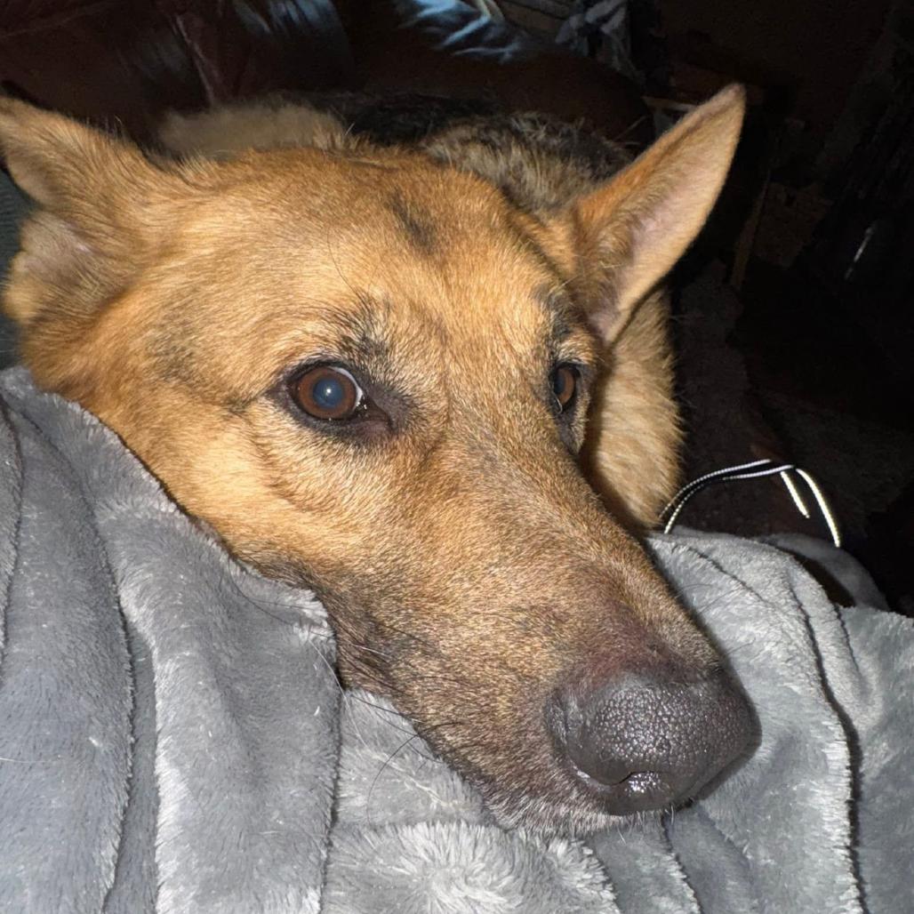 Gregor 2/05/2026, a Adoptable Shepherd in Van Horne, IA image 4/6