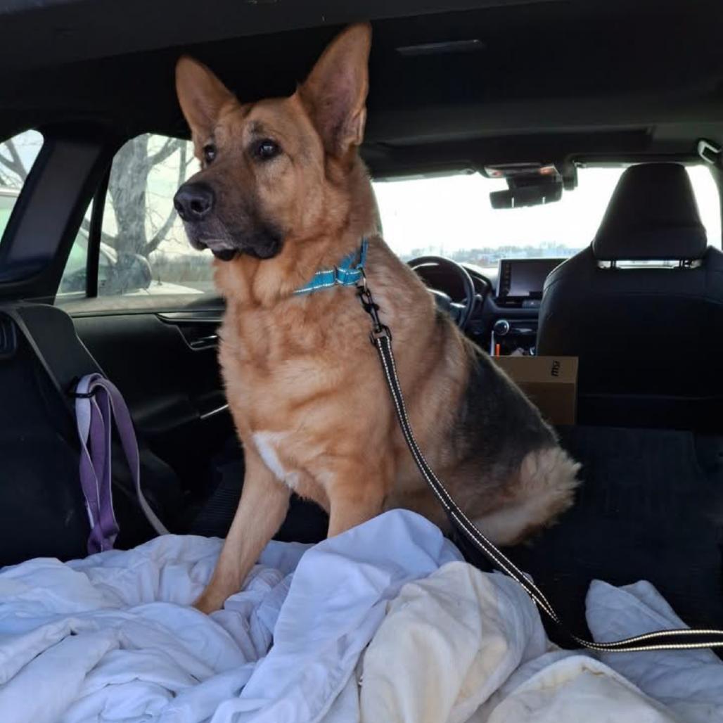 Gregor 2/05/2026, a Adoptable Shepherd in Van Horne, IA image 5/6
