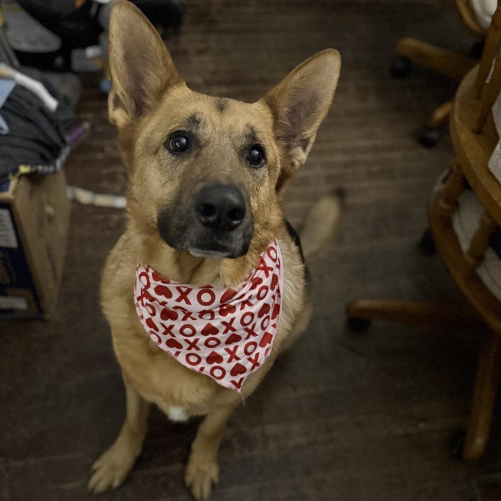 Gregor 2/05/2026, a Adoptable Shepherd in Van Horne, IA image 6/6