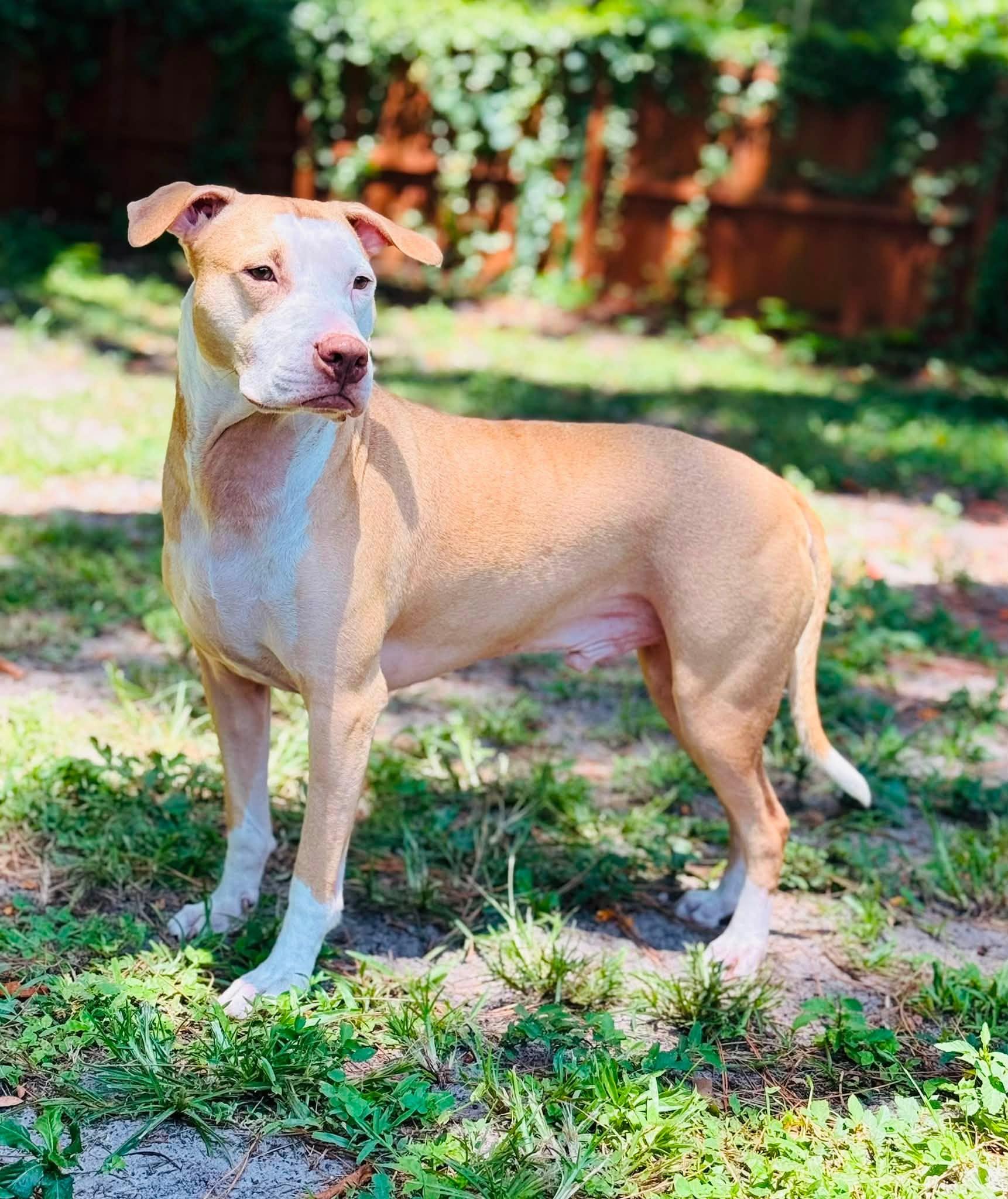 Dutton, Adoptable, Adult Male Terrier & Hound.